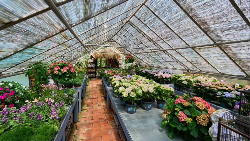 Flowers in a greenhouse